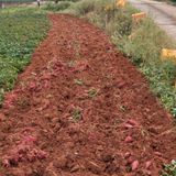 팜모닝 고구마·자유게시판 게시글 이미지