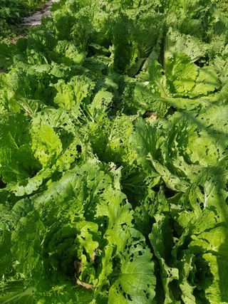 방성자님의 배추 · 병해충상담 작성글 사진