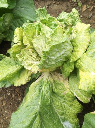 청계닭님의 배추 · 병해충상담 작성글 사진