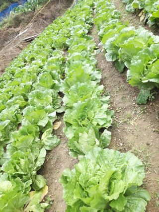 청계닭님의 배추 · 병해충상담 작성글 사진