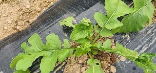 박대중 화순 초보님의 배추 · 병해충상담 작성글 사진