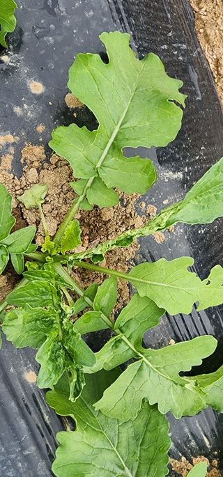 박대중 화순 초보님의 배추 · 병해충상담 작성글 사진