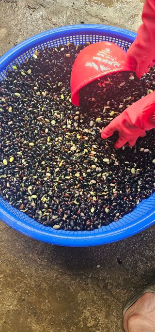 단양유기마늘이종모님의 자유주제 · 자유게시판 작성글 사진