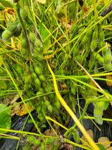 팜모닝 콩·영농일지 게시글 이미지