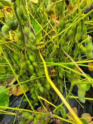 아리랑님의 콩 · 영농일지 작성글 사진