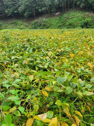 아리랑님의 콩 · 영농일지 작성글 사진