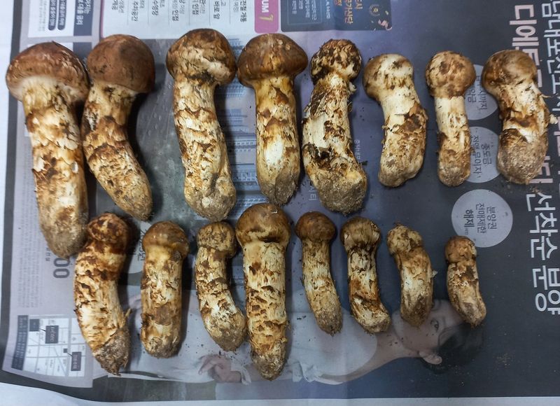 장터 상품 [자연산 송이 800g] 썸네일