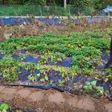 팜모닝 고구마·자유게시판 게시글 이미지