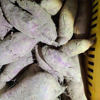 knlee2222님의 고구마 · 자유게시판 작성글 사진