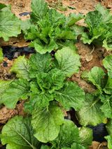 팜모닝 배추·병해충상담 게시글 이미지