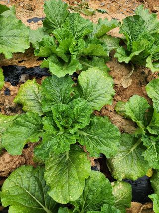 김저팔계님의 배추 · 병해충상담 작성글 사진