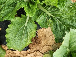 김저팔계님의 배추 · 병해충상담 작성글 사진