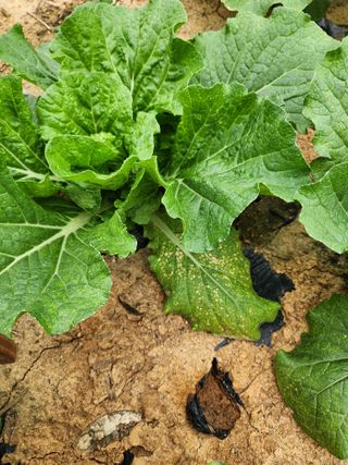 김저팔계님의 배추 · 병해충상담 작성글 사진