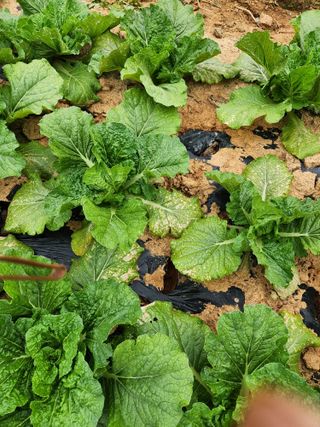 김저팔계님의 배추 · 병해충상담 작성글 사진