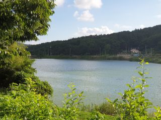 김순필수방님의 배추 · 일상 작성글 사진