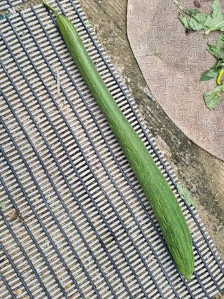 호미대장님의 기타작물 · 병해충상담 작성글 사진