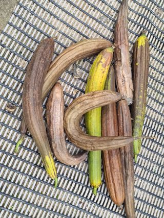 호미대장님의 기타작물 · 병해충상담 작성글 사진