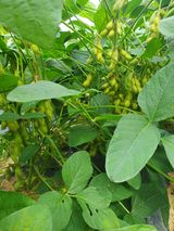 팜모닝 콩·자유게시판 게시글 이미지