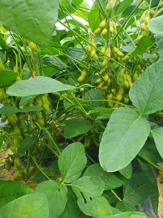 충열사호랑이님의 콩 · 자유게시판 작성글 사진