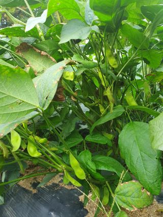 충열사호랑이님의 콩 · 자유게시판 작성글 사진