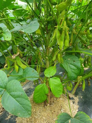 충열사호랑이님의 콩 · 자유게시판 작성글 사진