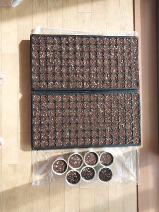 금적산신령님의 고추 · 품종•종자 작성글 사진