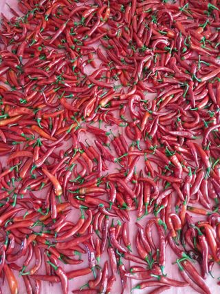 금적산신령님의 고추 · 품종•종자 작성글 사진