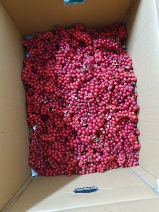 동강님의 기타작물 · 영농일지 작성글 사진