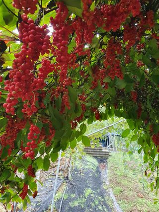동강님의 기타작물 · 영농일지 작성글 사진