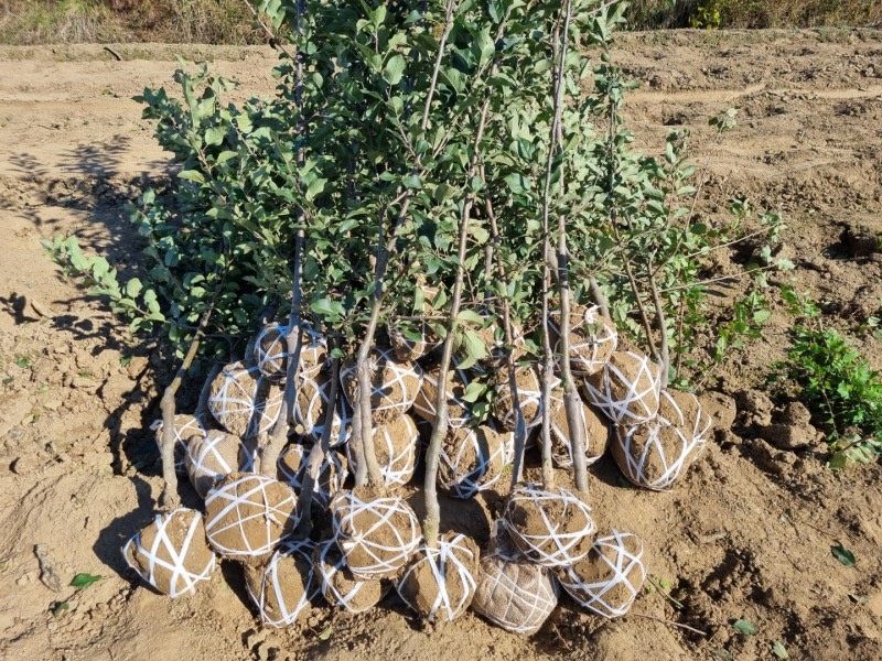 장터 상품 [사과나무 루비에스 3년생 결실주 분달이] 썸네일