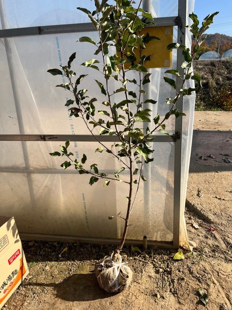 일심묘목농원님의 장터 판매 상품 [사과나무 루비에스 3년생 결실주 분달이] 첨부 사진