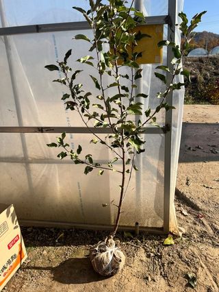 일심묘목농원님의 작성글 사진