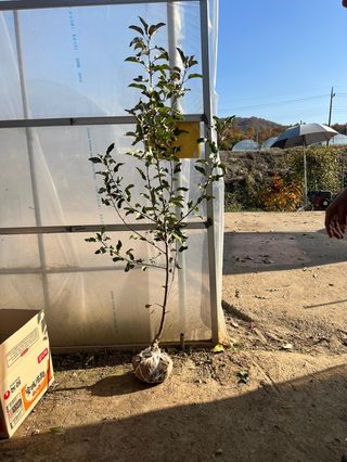 일심묘목농원님의 작성글 사진