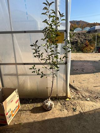 일심묘목농원님의 작성글 사진