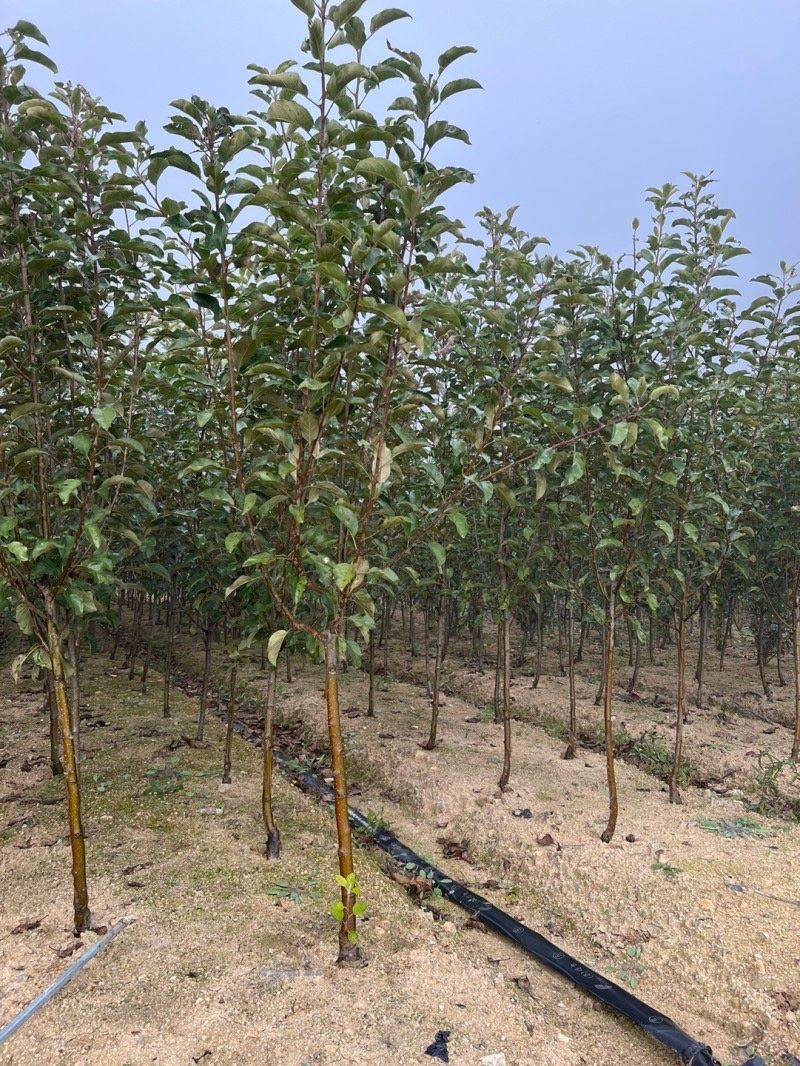 일심묘목농원님의 장터 판매 상품 [사과나무 루비에스 3년생 결실주 분달이] 첨부 사진