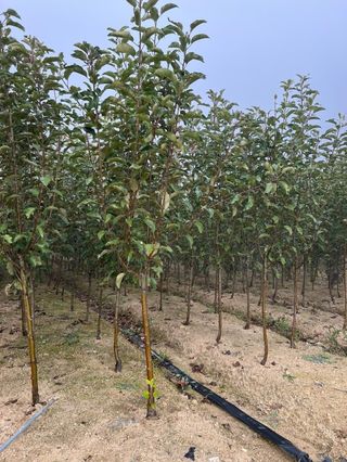 일심묘목농원님의 작성글 사진