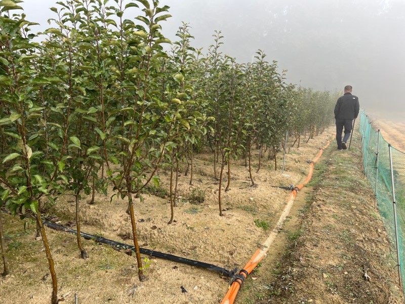 일심묘목농원님의 장터 판매 상품 [사과나무 루비에스 3년생 결실주 분달이] 첨부 사진