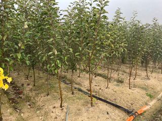 일심묘목농원님의 작성글 사진