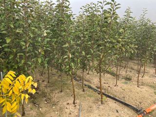 일심묘목농원님의 작성글 사진