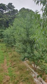 팜모닝 복숭아·영농일지 게시글 이미지