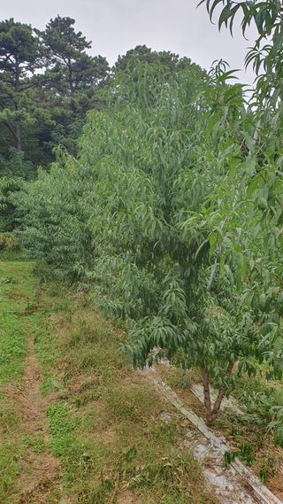 신용돈님의 복숭아 · 영농일지 작성글 사진