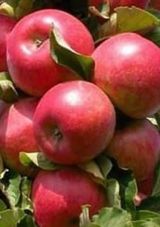 팜모닝 · 게시글 이미지