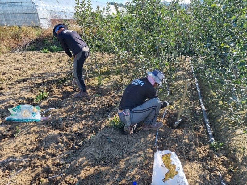 일심묘목농원님의 장터 판매 상품 [기둥사과 (왜성사과) 나무 3년생 결실주 분달이] 첨부 사진