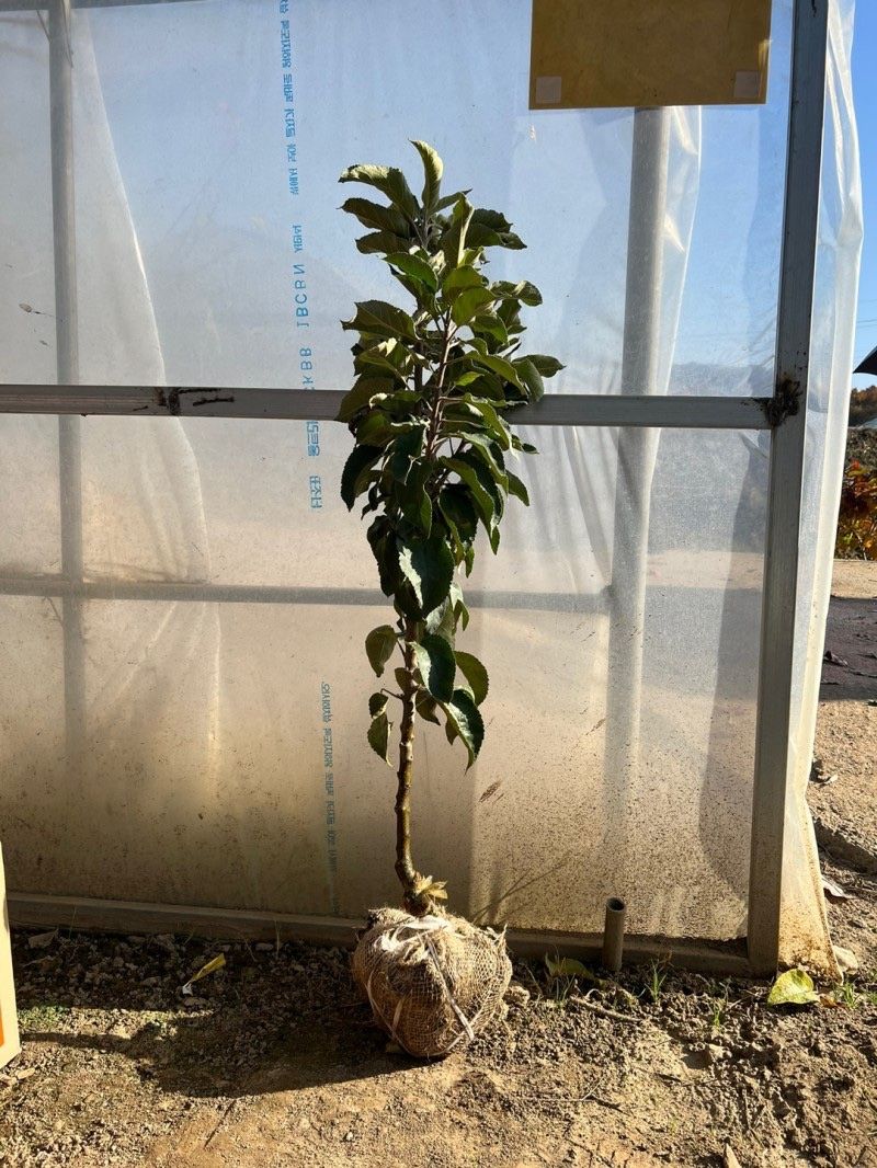 일심묘목농원님의 장터 판매 상품 [기둥사과 (왜성사과) 나무 3년생 결실주 분달이] 첨부 사진