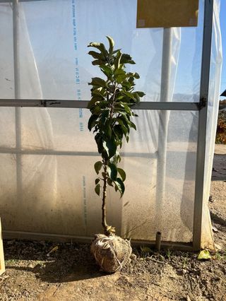 일심묘목농원님의 작성글 사진