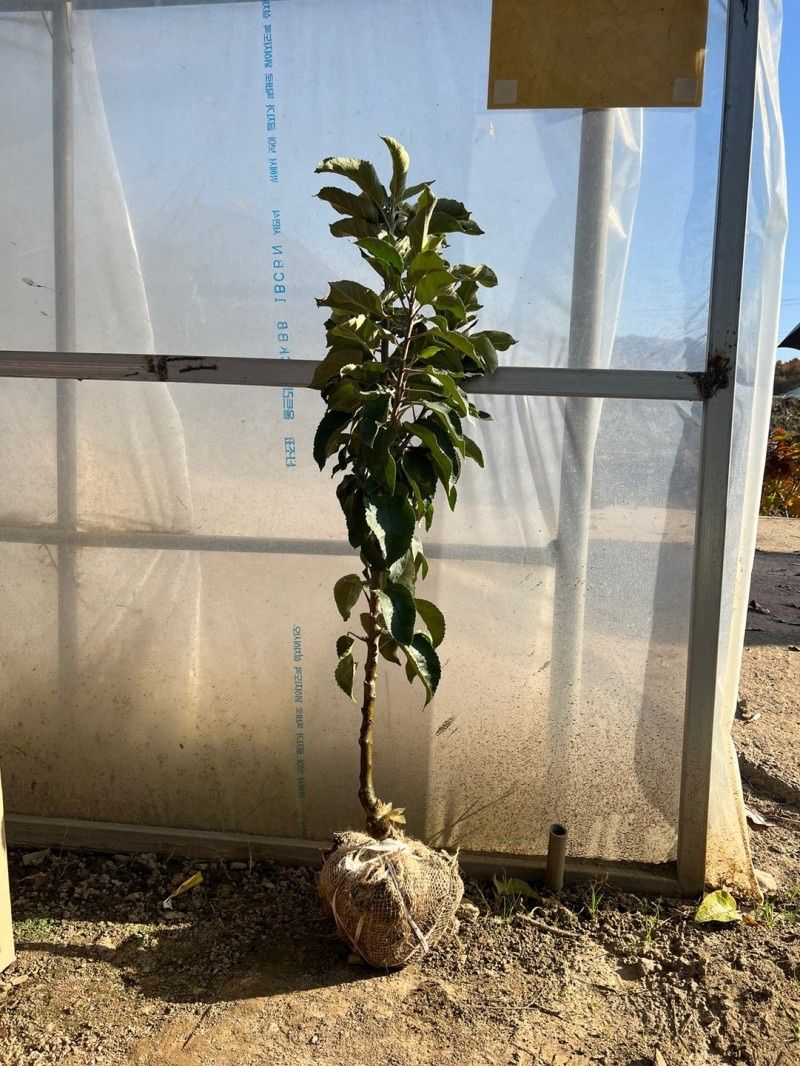 일심묘목농원님의 장터 판매 상품 [기둥사과 (왜성사과) 나무 3년생 결실주 분달이] 첨부 사진