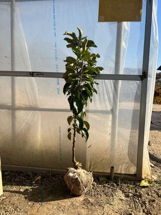 일심묘목농원님의 작성글 사진