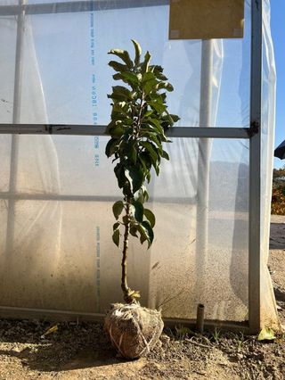 일심묘목농원님의 작성글 사진