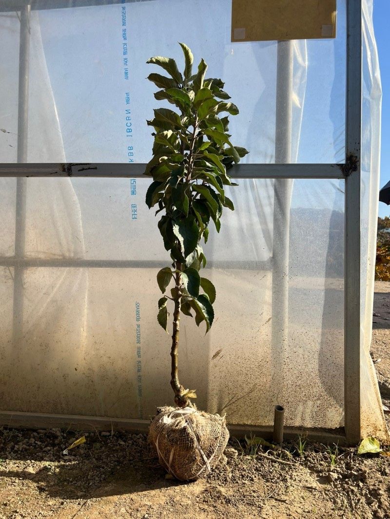 일심묘목농원님의 장터 판매 상품 [기둥사과 (왜성사과) 나무 3년생 결실주 분달이] 첨부 사진