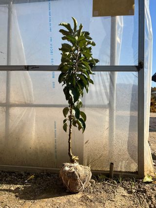 일심묘목농원님의 작성글 사진